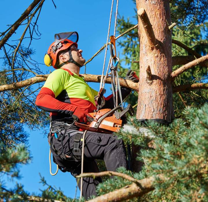 Taille sécurisée et soin de vos arbres.
