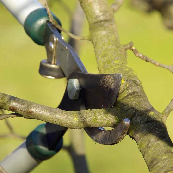 Entretien de grands arbres Létra